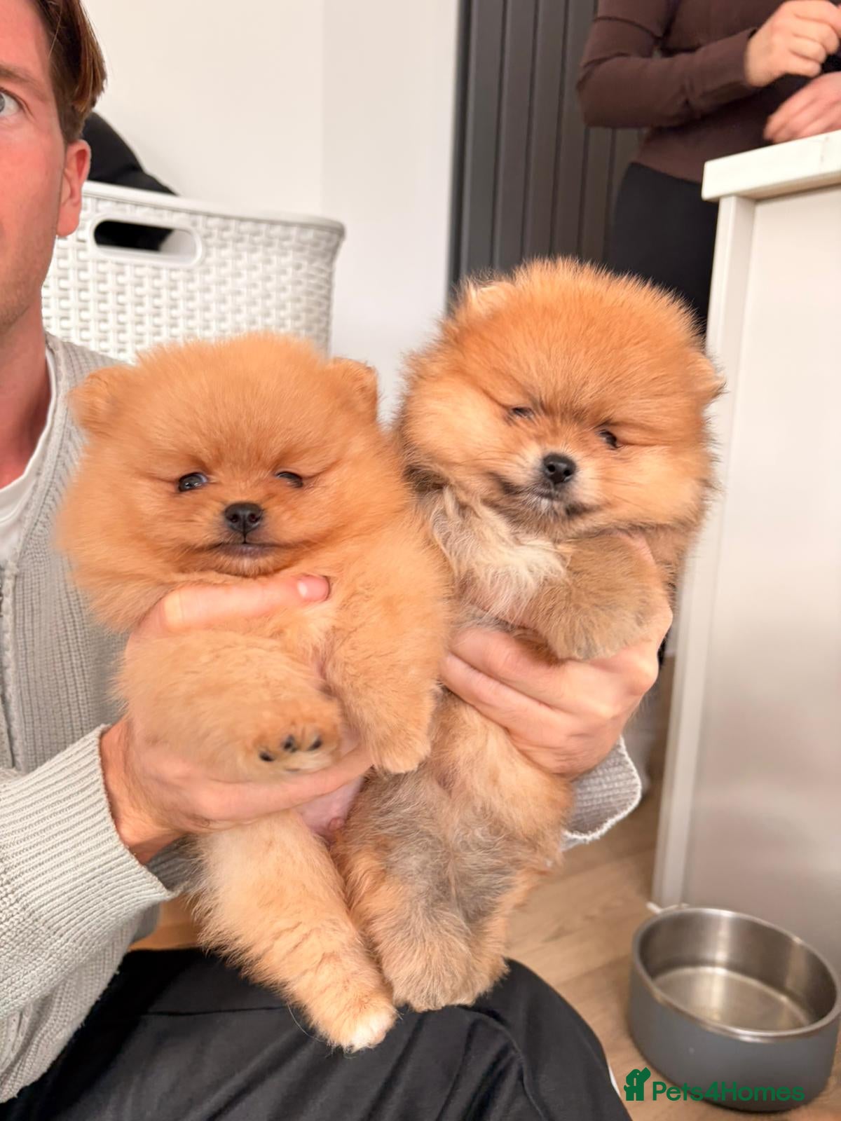 Pomeranian dogs Champion line Bear type Poms  - Advert 13