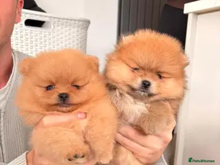 Pomeranian dogs Champion line Bear type Poms - Advert 10