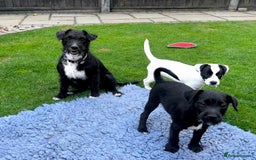 Patterjack dogs for sale:  🐾 Patterdale x Jack Russell Puppies 🐾 - Image 5