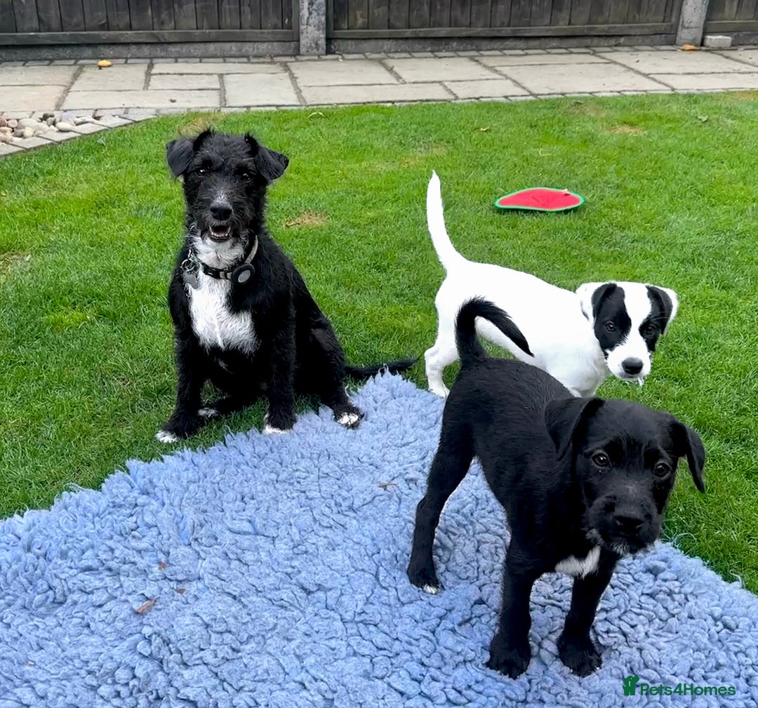 Patterjack dogs for sale:  🐾 Patterdale x Jack Russell Puppies 🐾 - Image 5