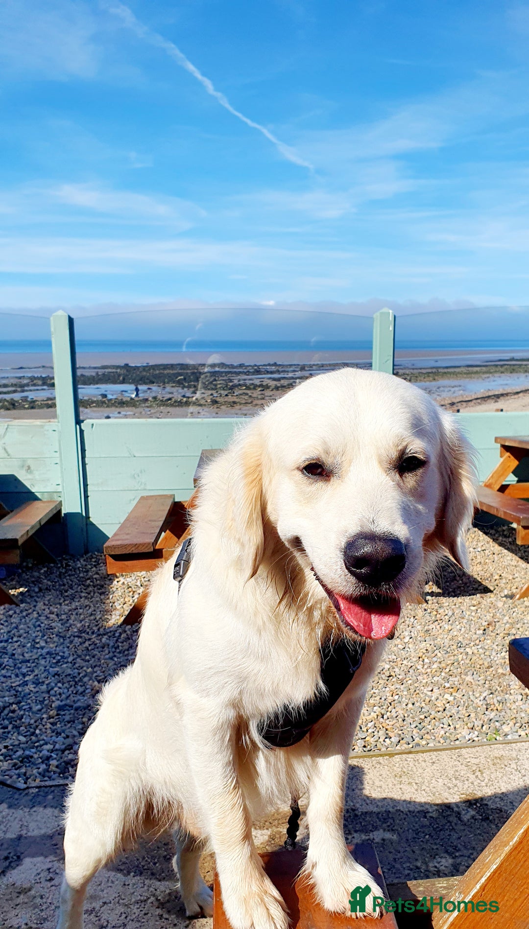 Golden Retriever dogs for stud: Stunning cream Golden Retriever for STUD in Lancaster - Advert 3