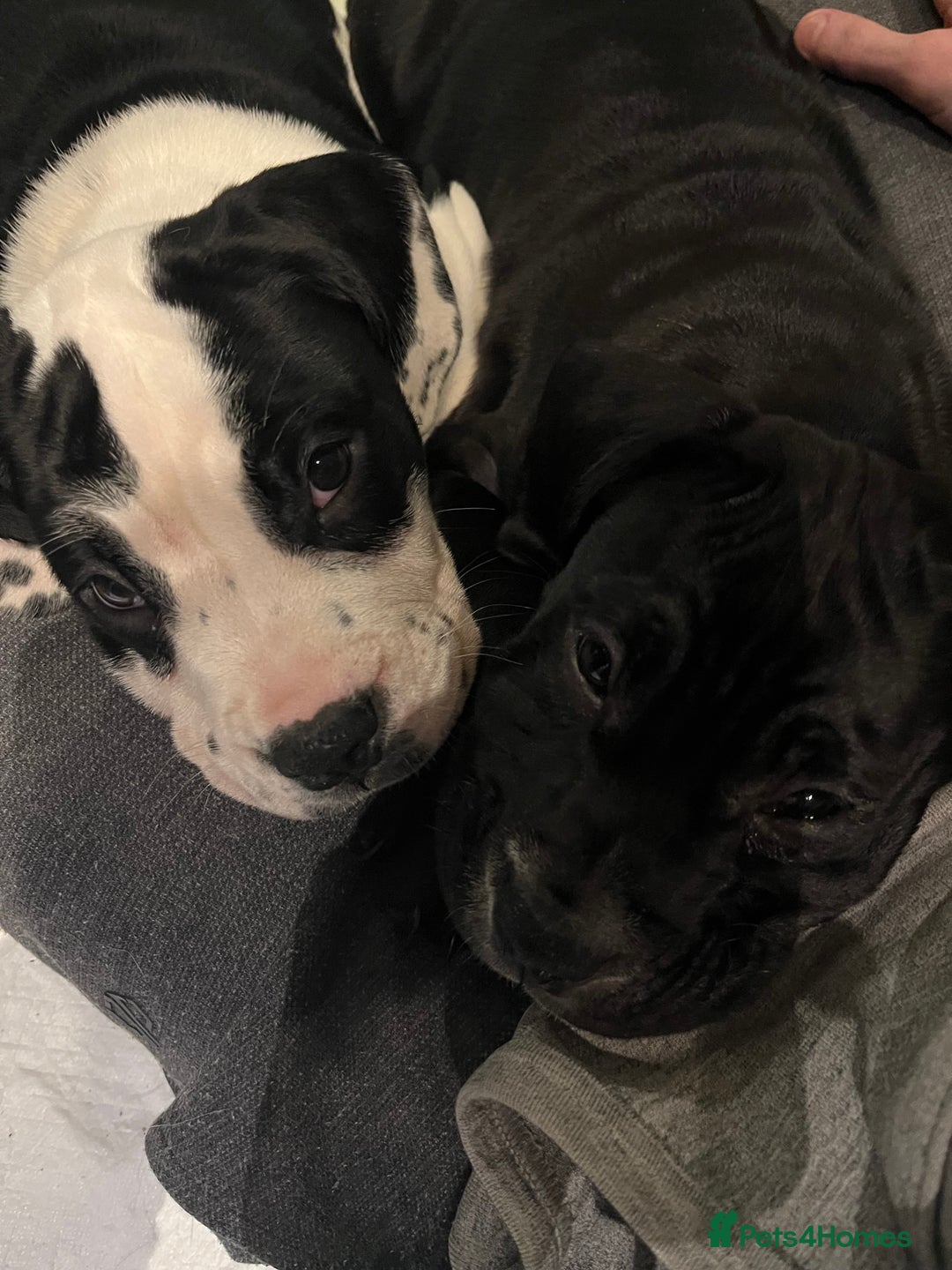 Mixed Breed dogs for sale: Female puppy - 10 weeks old  - Advert 7