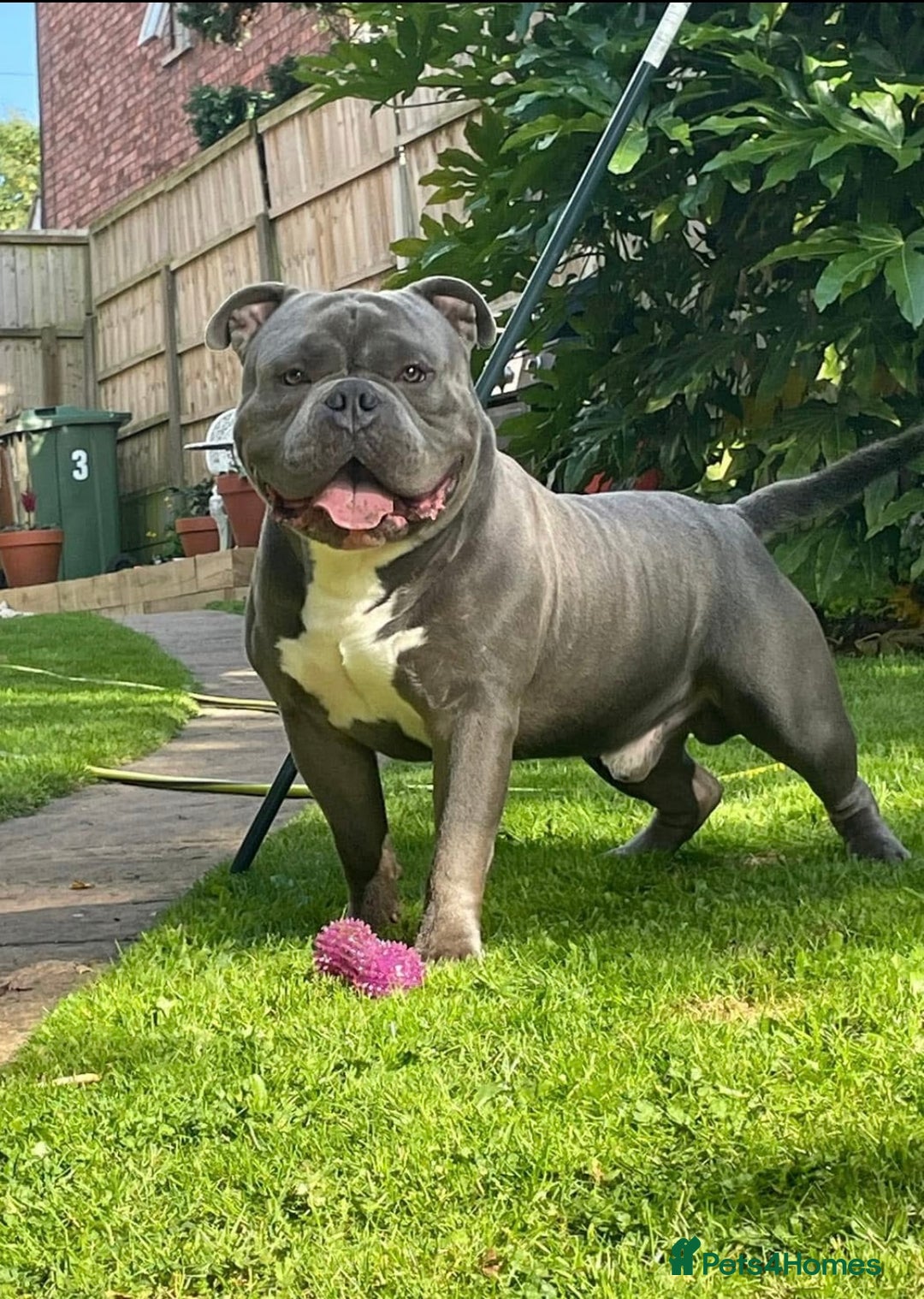 Mixed Breed dogs for sale: French Bulldog X Pocket Bullies for sale  - Image 12