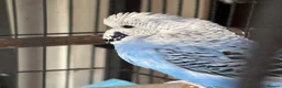 Budgerigars birds for sale: 2 male budgies for sale  - Advert 4