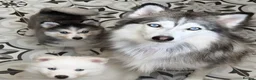 Pomsky dogs for sale: Blue Eyed Pomsky Girl in London *available* - Advert 1