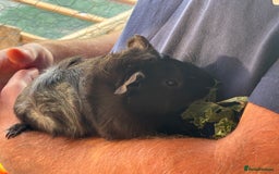 Guinea Pig rodents for sale: 2 male guinea pigs  - Image 2
