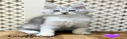 Maine Coon cats for sale: 🐾💠 *TICA REG* SILVER MAINE COON KITTENS 💠🐾 - Advert 4
