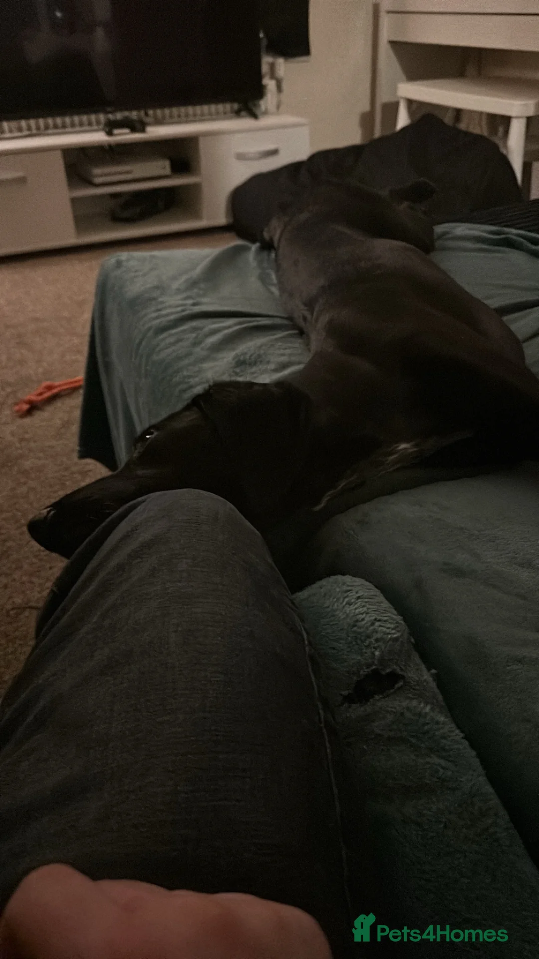 Mixed Breed dogs for sale: Saluki cross  in Mexborough - Advert 5