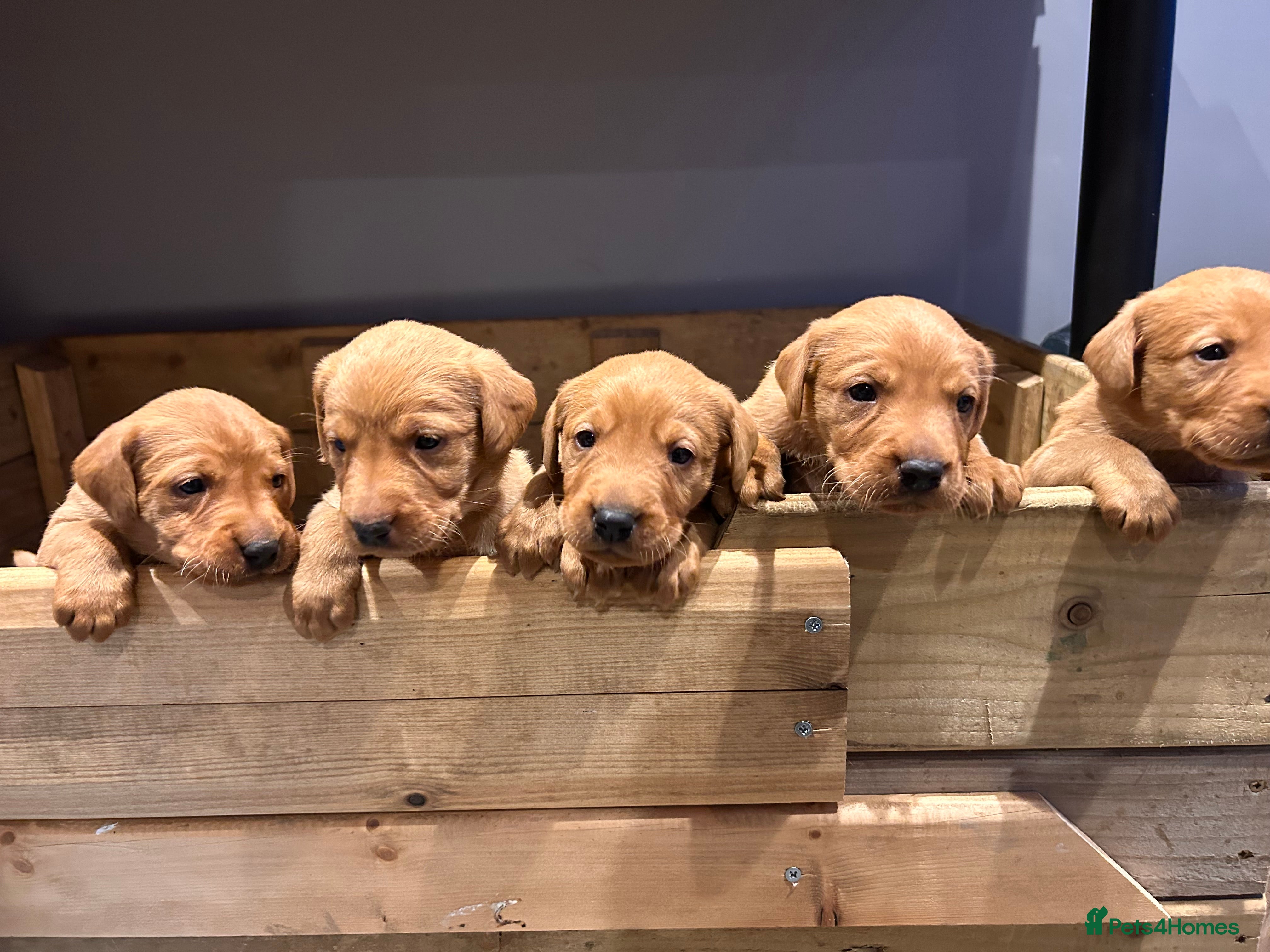 Labrador Retriever dogs Labrador puppies. Dogs available. - Advert 1