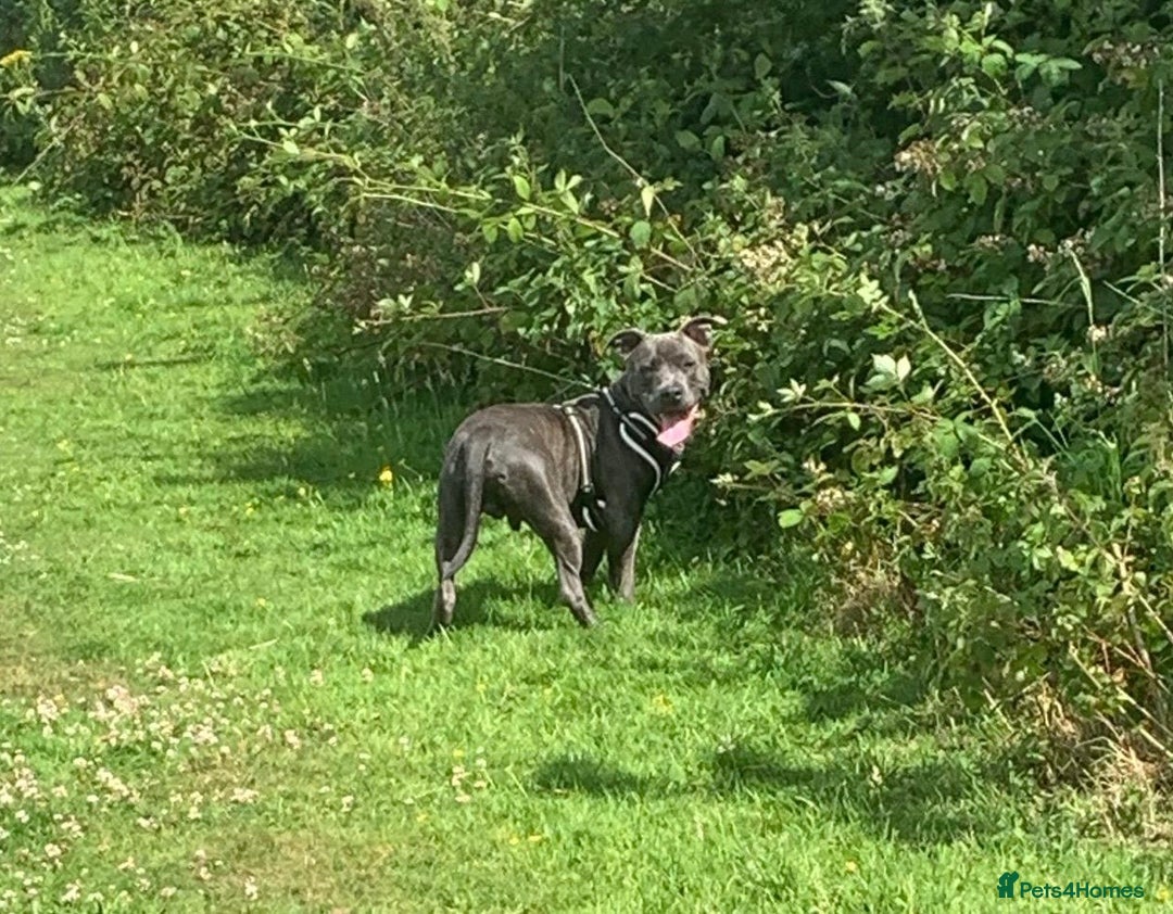 Staffordshire Bull Terrier dogs for stud: Quality STUD carries blue, red and tri gene  - Advert 20