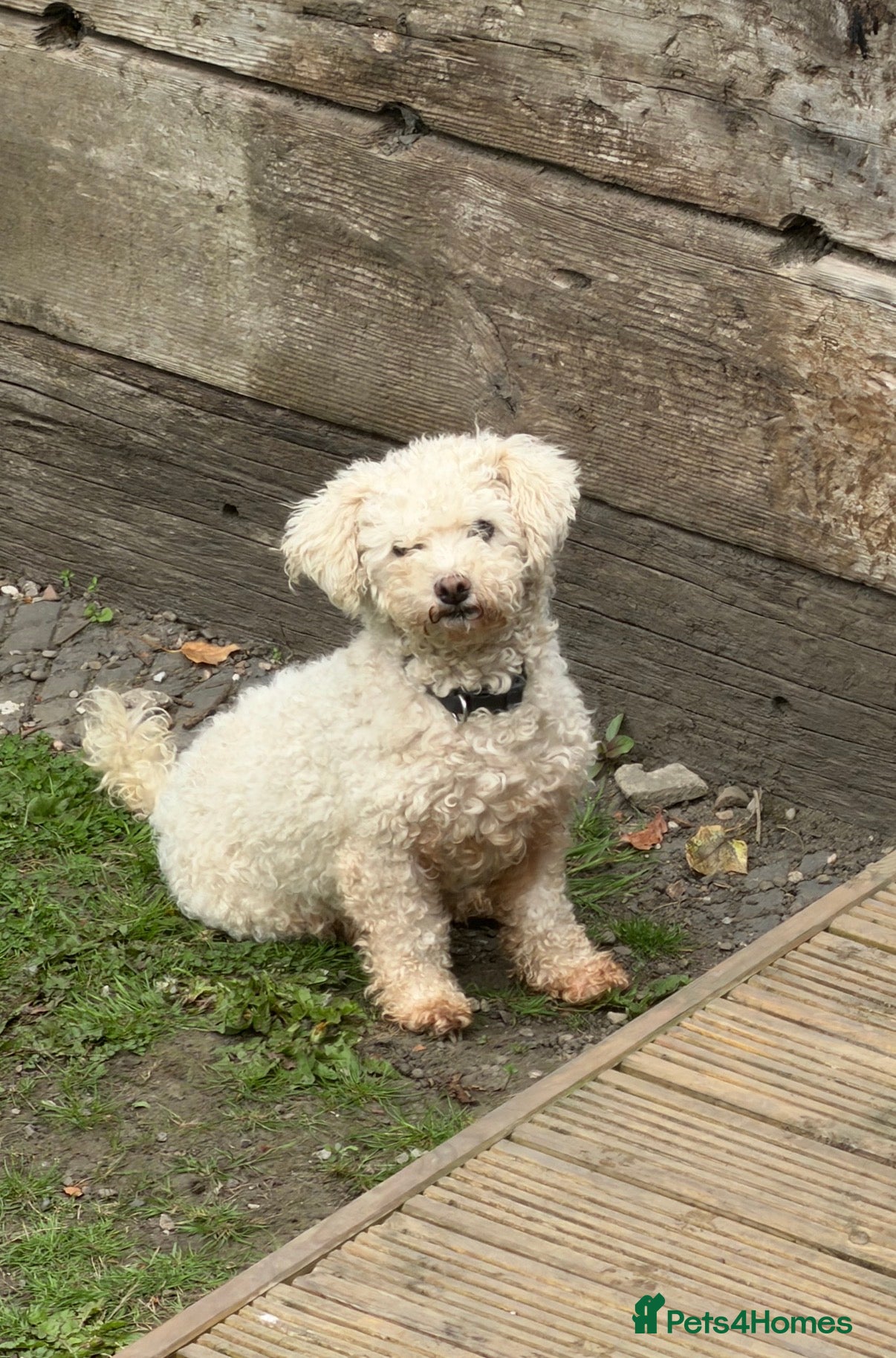 Bichon Frise dogs 7 Year Old Bichon Girl - Advert 1