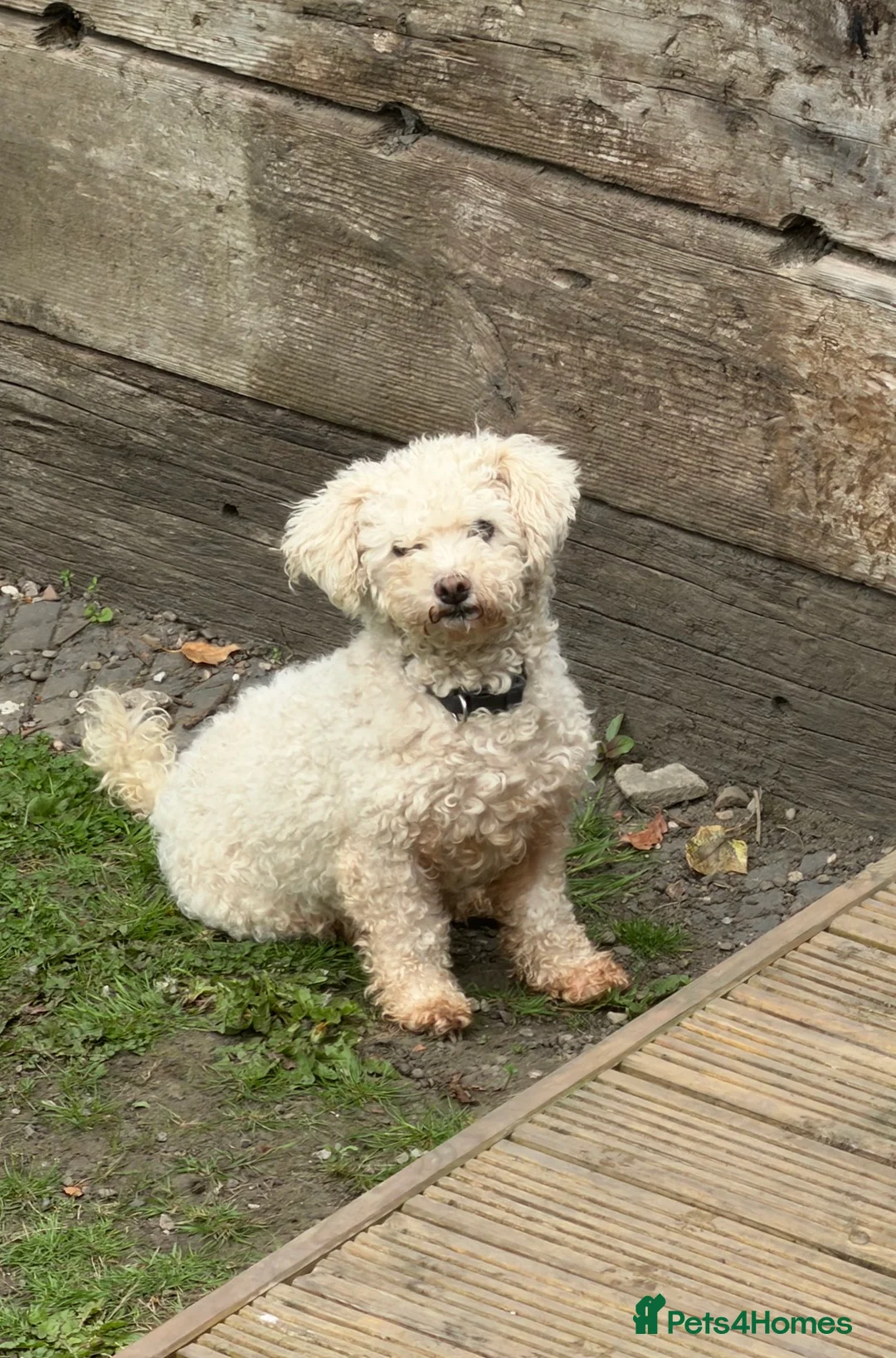 Bichon Frise dogs for sale: 7 Year Old Bichon Girl - Advert 1
