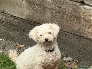 Bichon Frise dogs 7 Year Old Bichon Girl - Advert 1