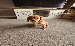 Cavalier King Charles Spaniel dogs for sale: Beautiful Cavellier Puppies Essex in Rayleigh - Image 4