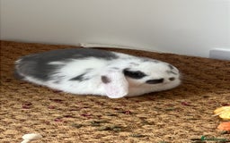 Mini Lop rabbits for sale: Rehoming Two Mini Lops - Image 14