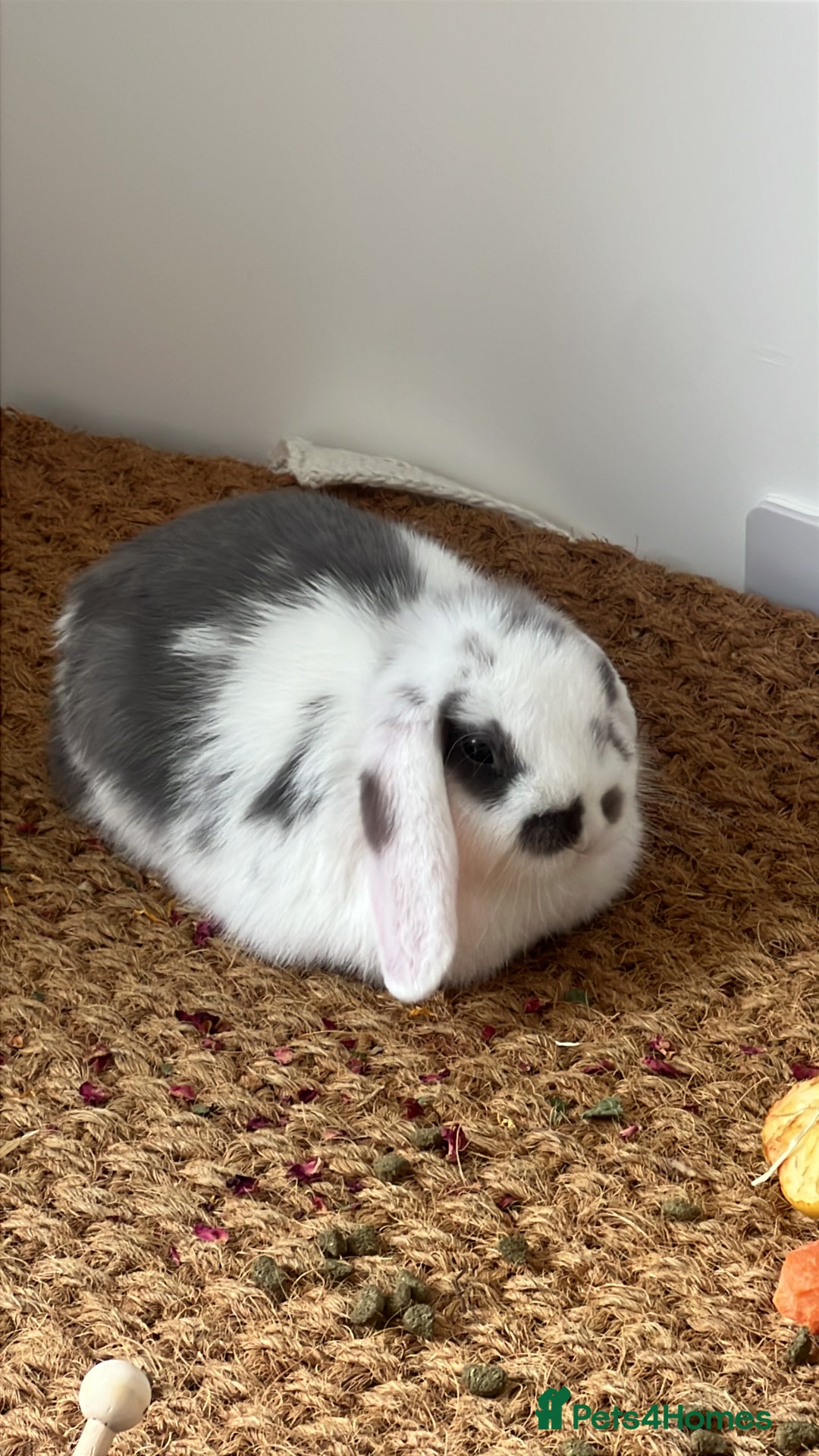 Mini Lop rabbits for sale: Rehoming Two Mini Lops - Image 14