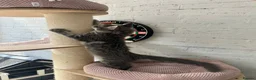 Maine Coon cats for sale: TICA Maine Coon Girls Ready Now DNA clear  - Advert 24