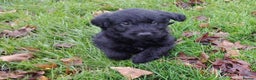 Labradoodle dogs for sale: F1 labradoodles READY NOW - Advert 1