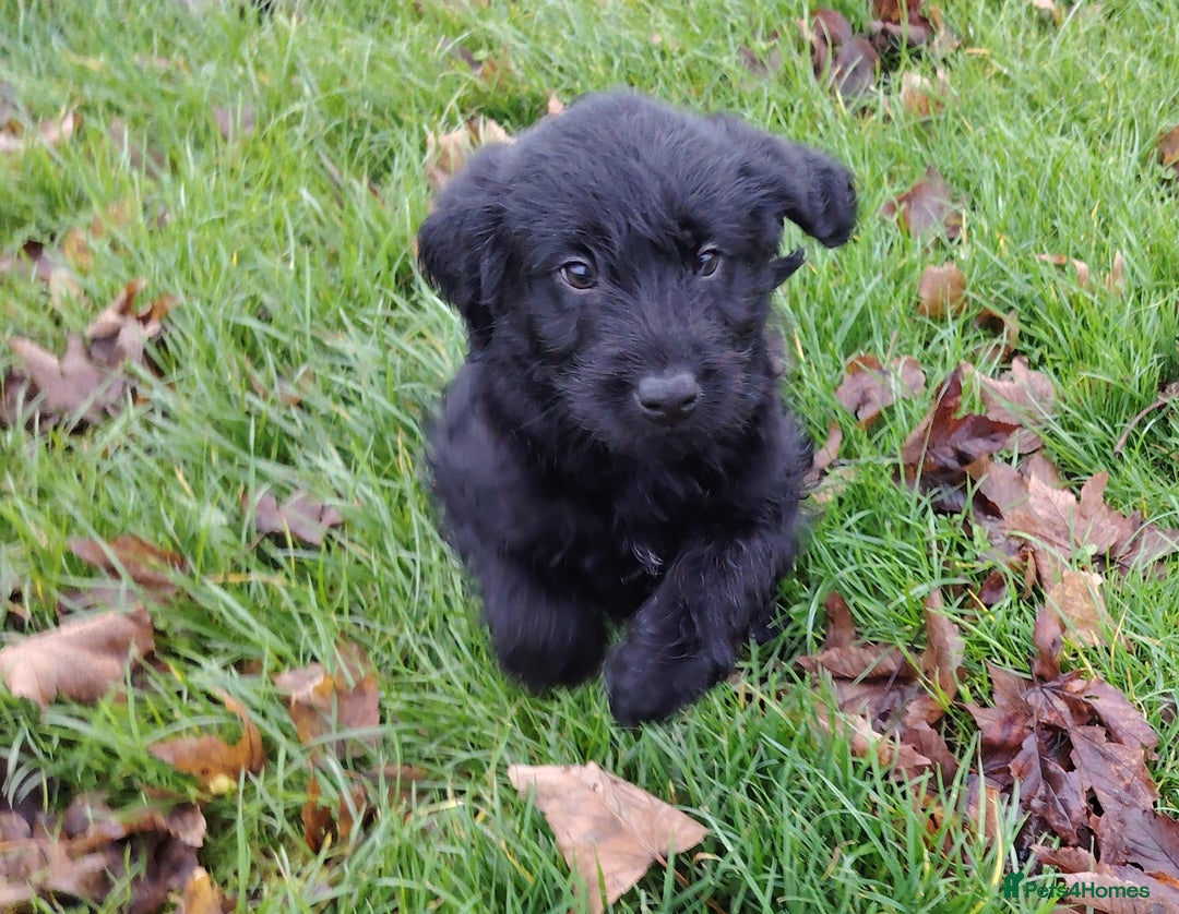 Labradoodle dogs for sale: F1 labradoodles READY NOW - Advert 1