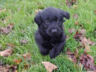 Labradoodle dogs F1 labradoodles READY NOW - Advert 1