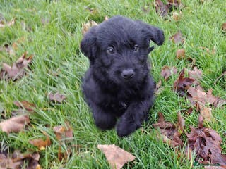 Labradoodle dogs F1 labradoodles LAST BOY REMAINING - Advert 16