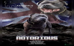 Staffordshire Bull Terrier dogs for sale: Staffordshire bull terrier  - Image 4