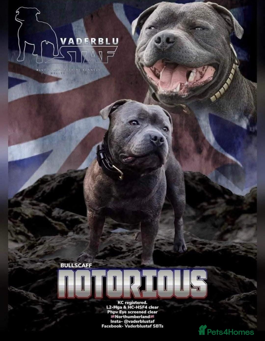 Staffordshire Bull Terrier dogs for sale: Staffordshire bull terrier  - Image 4