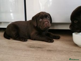 Labrador Retriever dogs Excellent labrador retriever - Advert 9