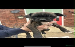 Staffordshire Bull Terrier dogs for sale: Beautiful staff pups for sale - Image 7