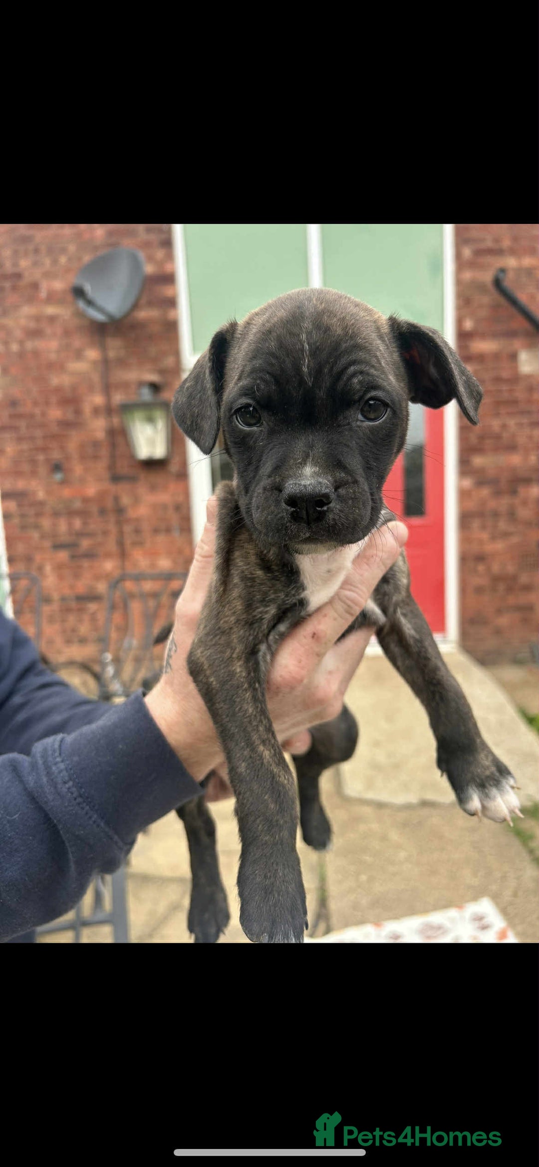Staffordshire Bull Terrier dogs for sale: Beautiful staff pups for sale - Image 7