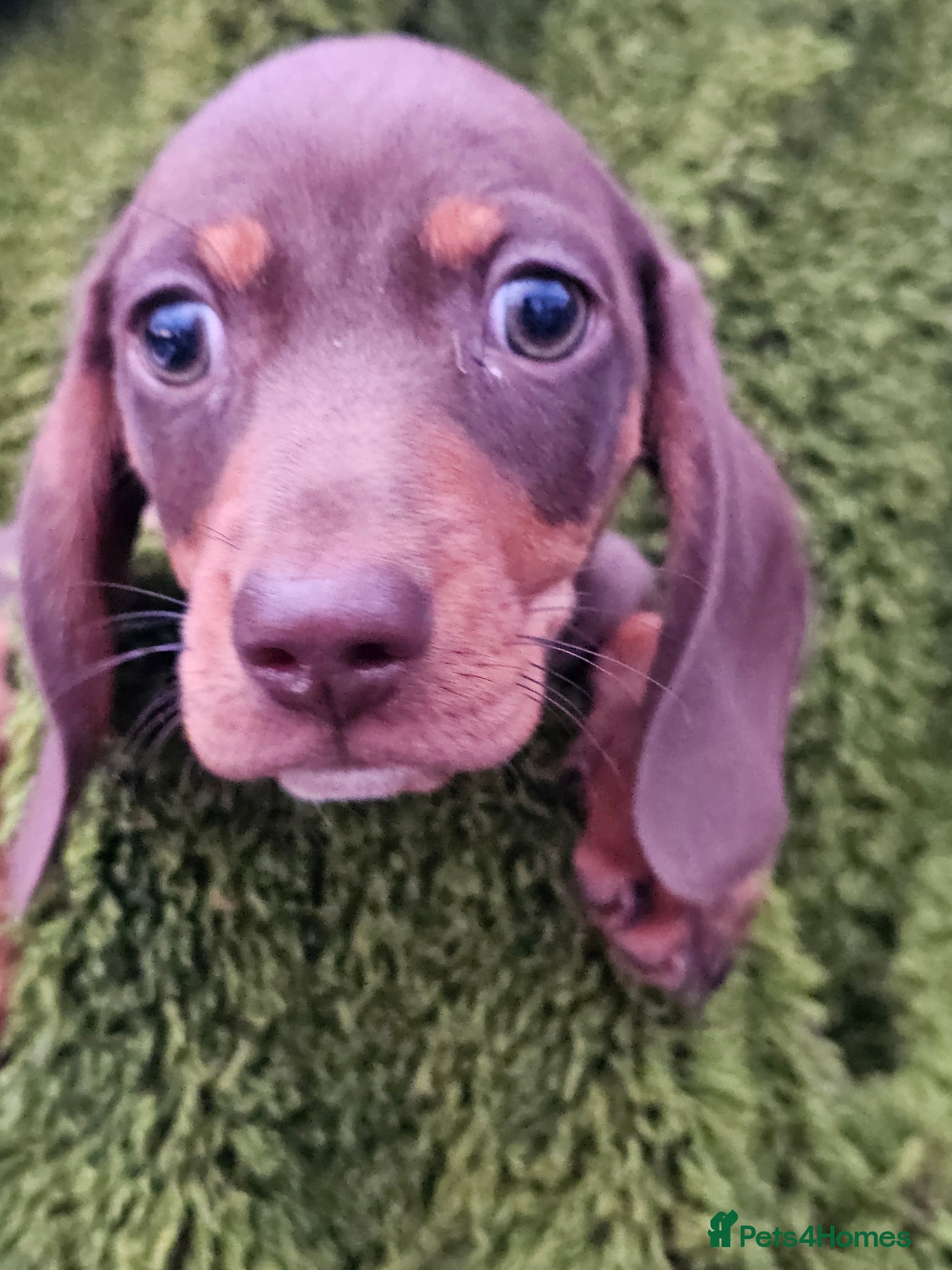 Miniature Dachshund dogs Kc reg mini dachunds  - Advert 10