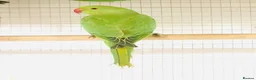 Ringnecks birds for sale: Beautiful young Indian ringneck parrots for sale. - Advert 5