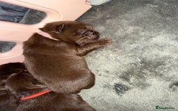 Chow Chow dogs for sale: Kc registered Pure chocolate chow chow puppies - Image 11