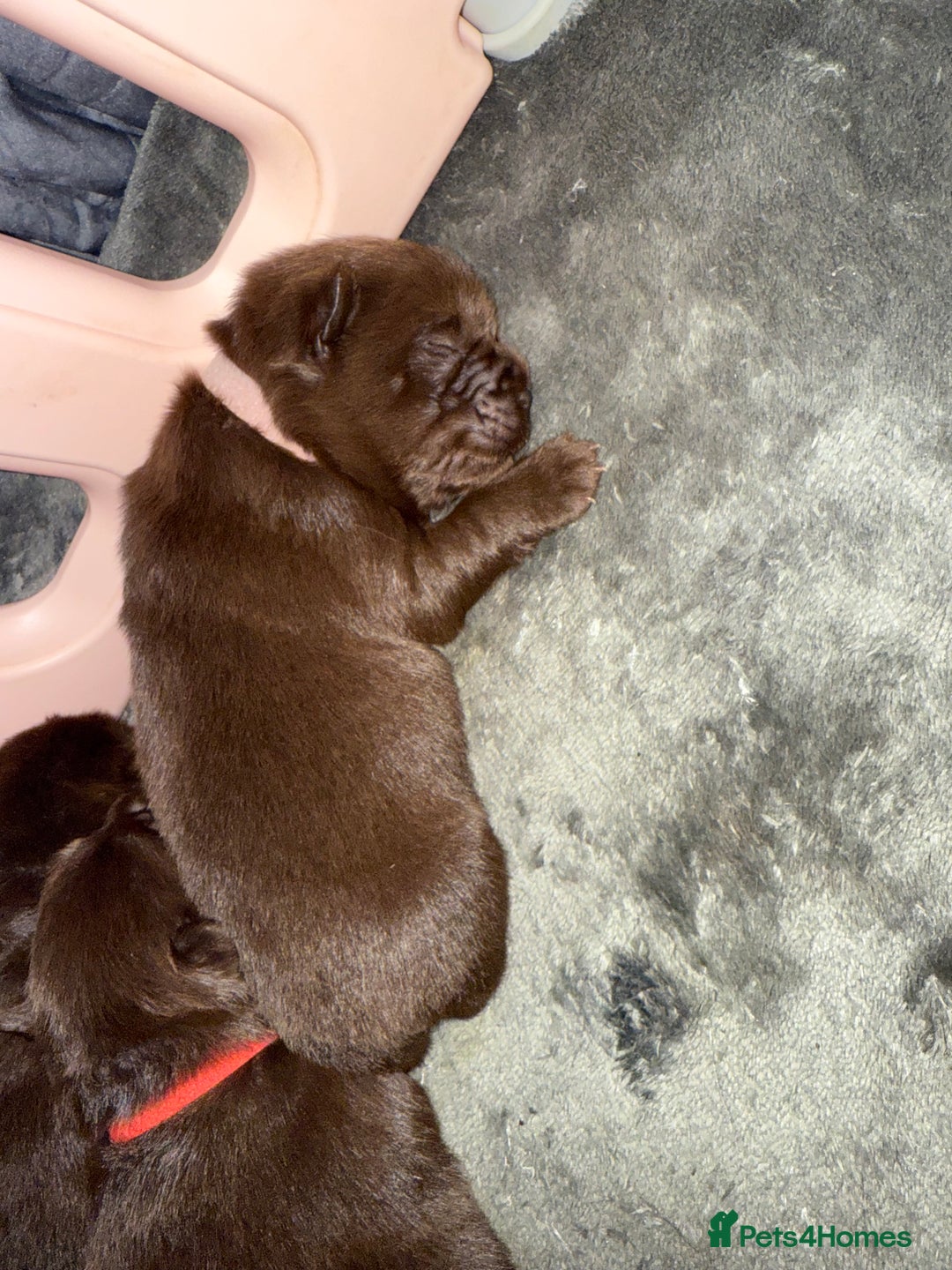 Chow Chow dogs for sale: Kc registered Pure chocolate chow chow puppies - Image 11