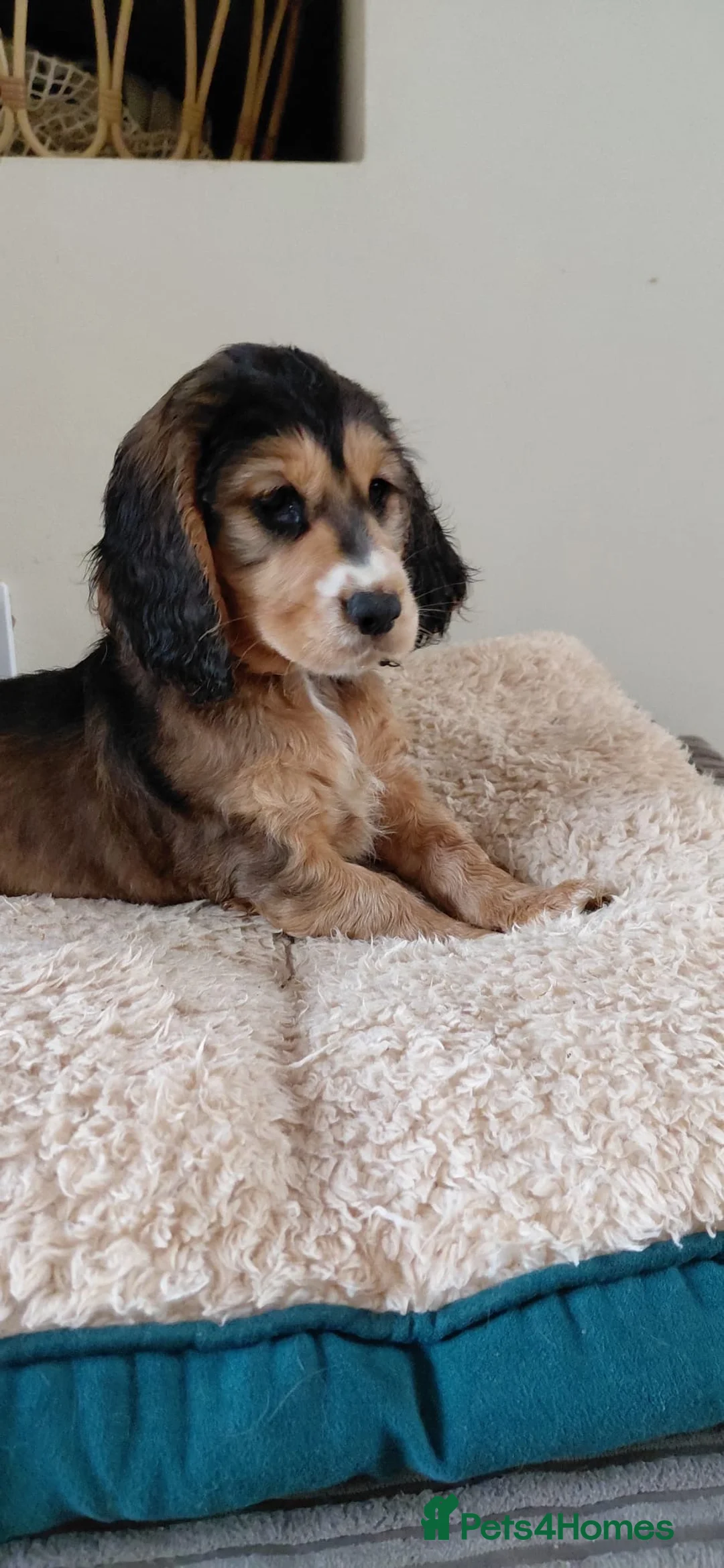 Cocker Spaniel dogs for sale: READY TO LEAVE working cocker spaniel pups - Advert 2