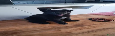 Mixed Breed 1