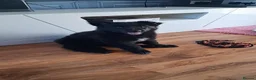 Mixed Breed dogs for sale: Border Collie x German Shepherd - Advert 2