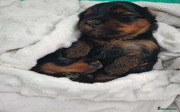 Yorkshire Terrier dogs for sale: Yorkshire terrier (miniature) - Image 17
