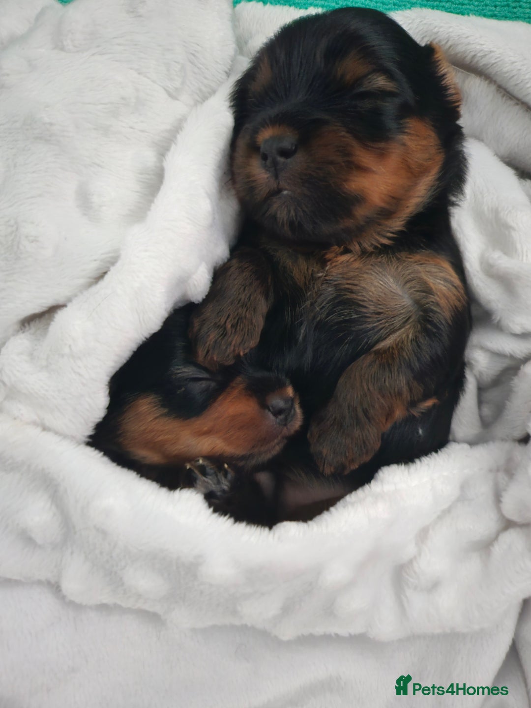 Yorkshire Terrier dogs for sale: Yorkshire terrier (miniature) - Image 17