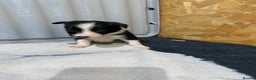 Border Collie dogs for sale: Beautiful border collie pups  - Advert 31