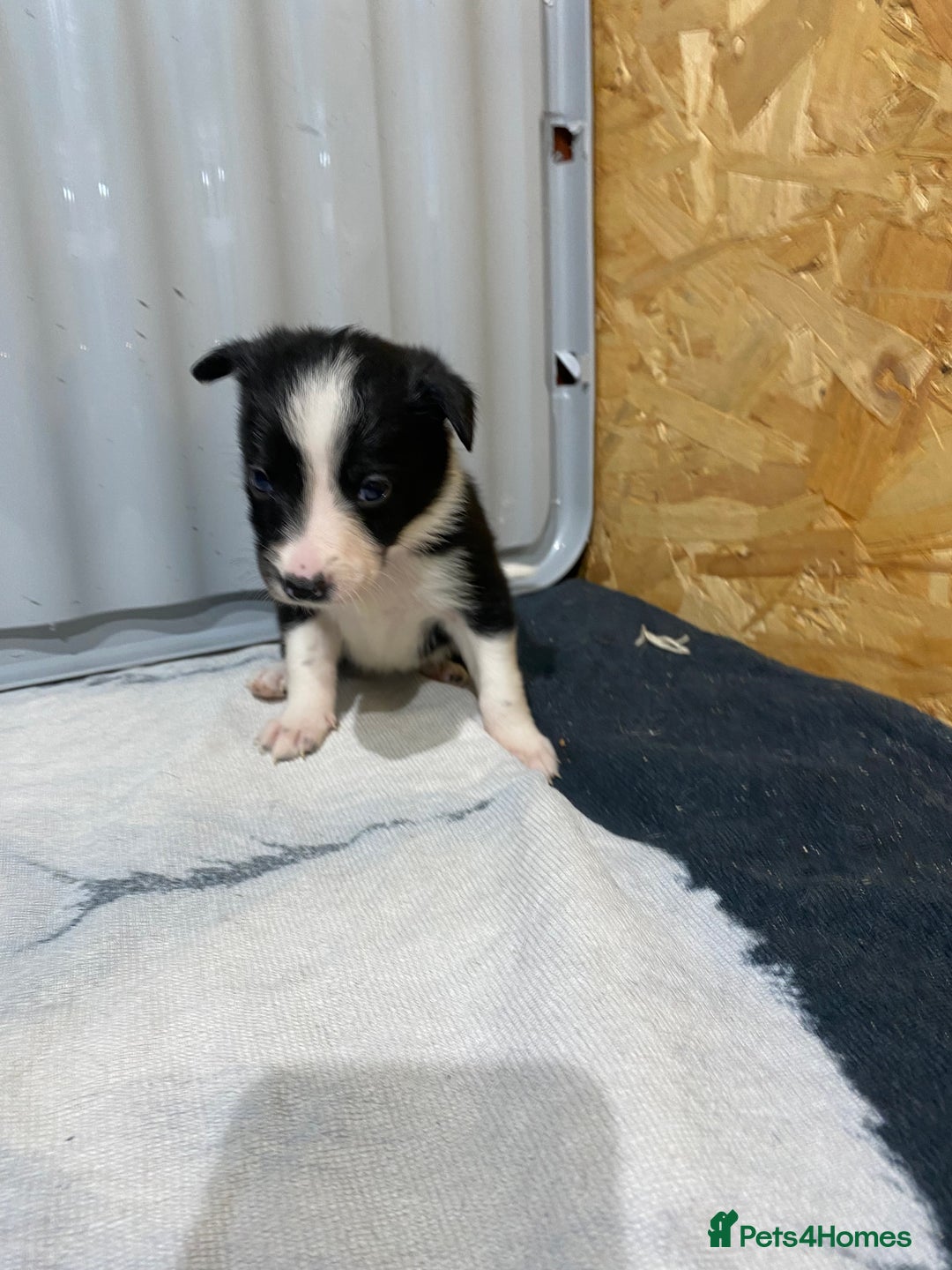 Border Collie dogs for sale: Beautiful border collie pups  - Advert 31