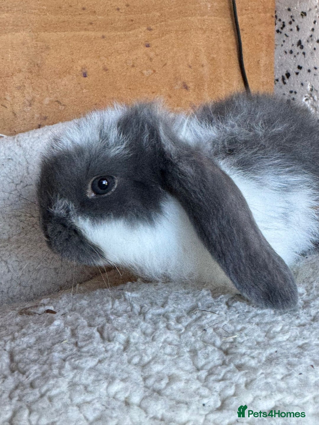 French Lop rabbits for sale: Purebred French Lop baby rabbits for sale  - Advert 24