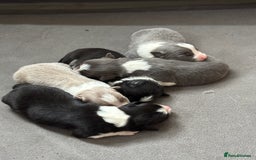 Border Collie dogs for sale:  Long Haired KC Reg Border Collie puppies for sale - Image 9