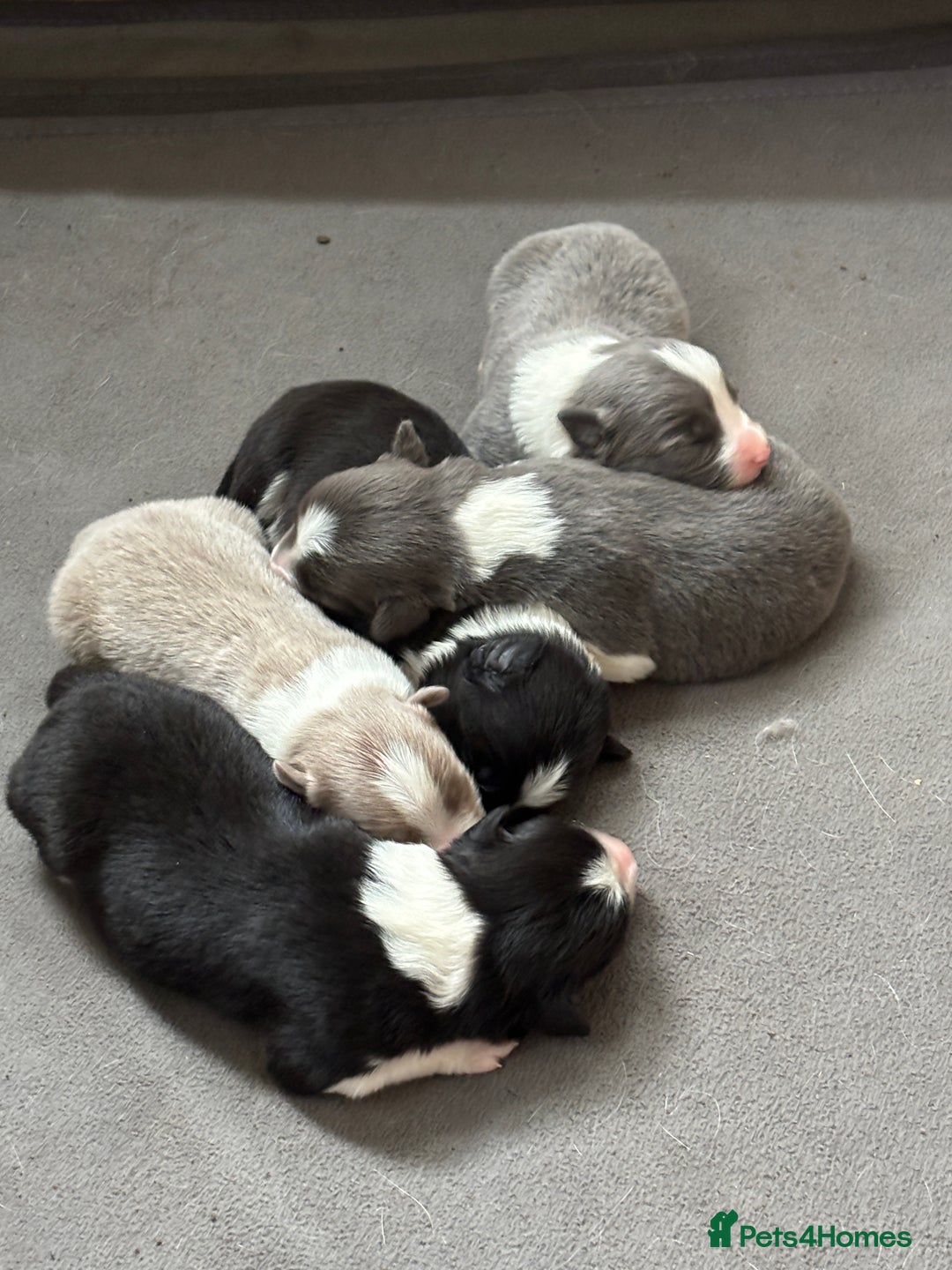 Border Collie dogs for sale:  Long Haired KC Reg Border Collie puppies for sale - Image 9