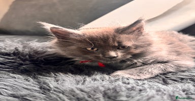 Maine Coon cats - Advert 12
