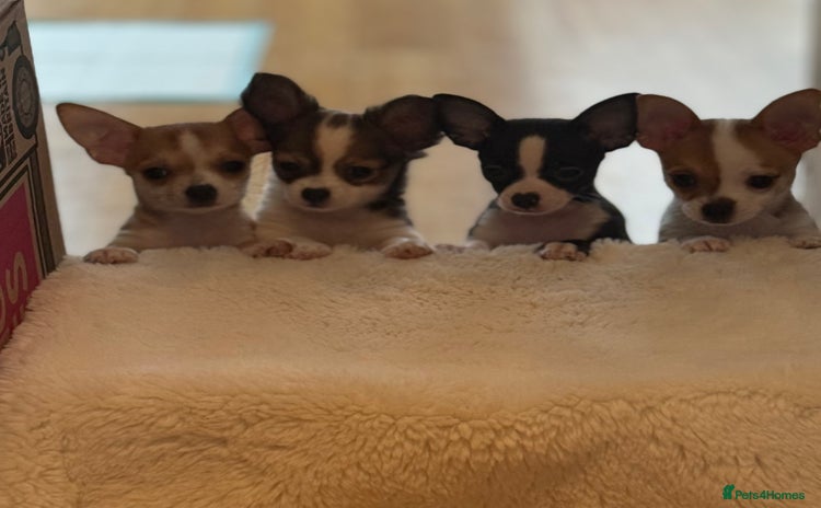 Chihuahua dogs - Advert 9