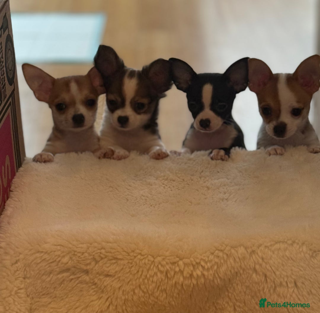 Chihuahua dogs for sale: Our beautiful Chihuahua puppies  - Image 1