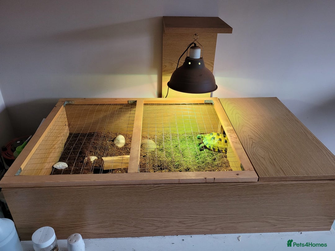 Tortoise reptiles for sale: Horsefield Tortoise - Image 12