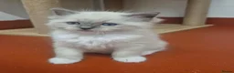 Ragdoll cats for sale: GCCF Pedigree Radolls - Advert 7
