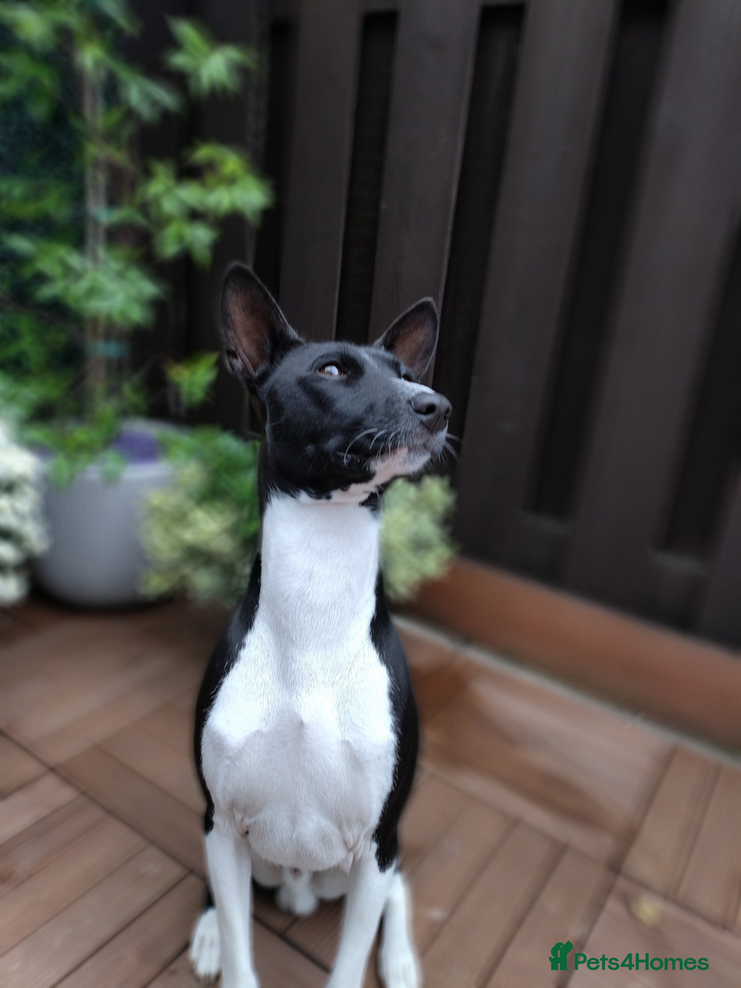 Basenji dogs Basenji Stud from a Great Lineage  - Advert 1